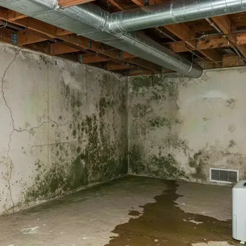 Professional Mold Removal in Cobden, IL